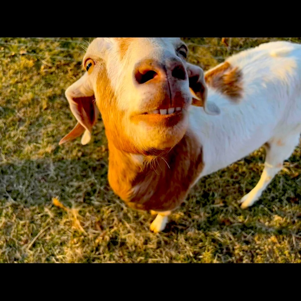 Meet your Posher, Clancy